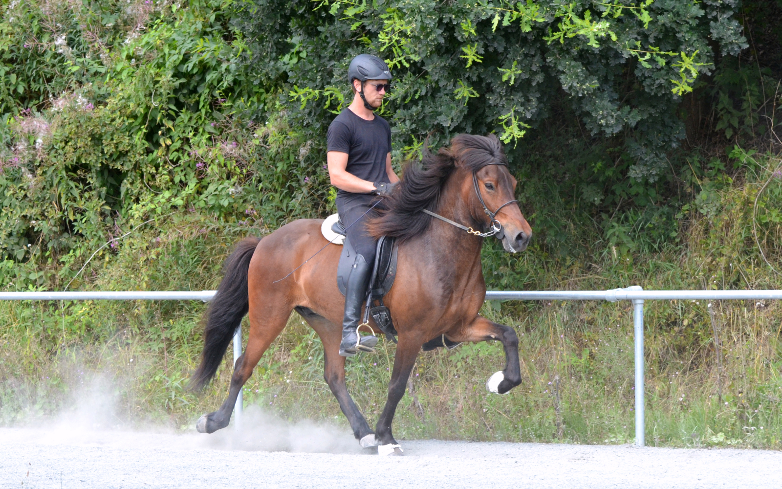 Ein Reiter in schwarzer Kleidung und Helm reitet ein dunkelbraunes Islandpferd im Tölt auf einer Bahn, umgeben von grüner Vegetation.